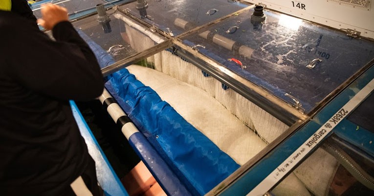 beluga whales settle well in Iceland care pool