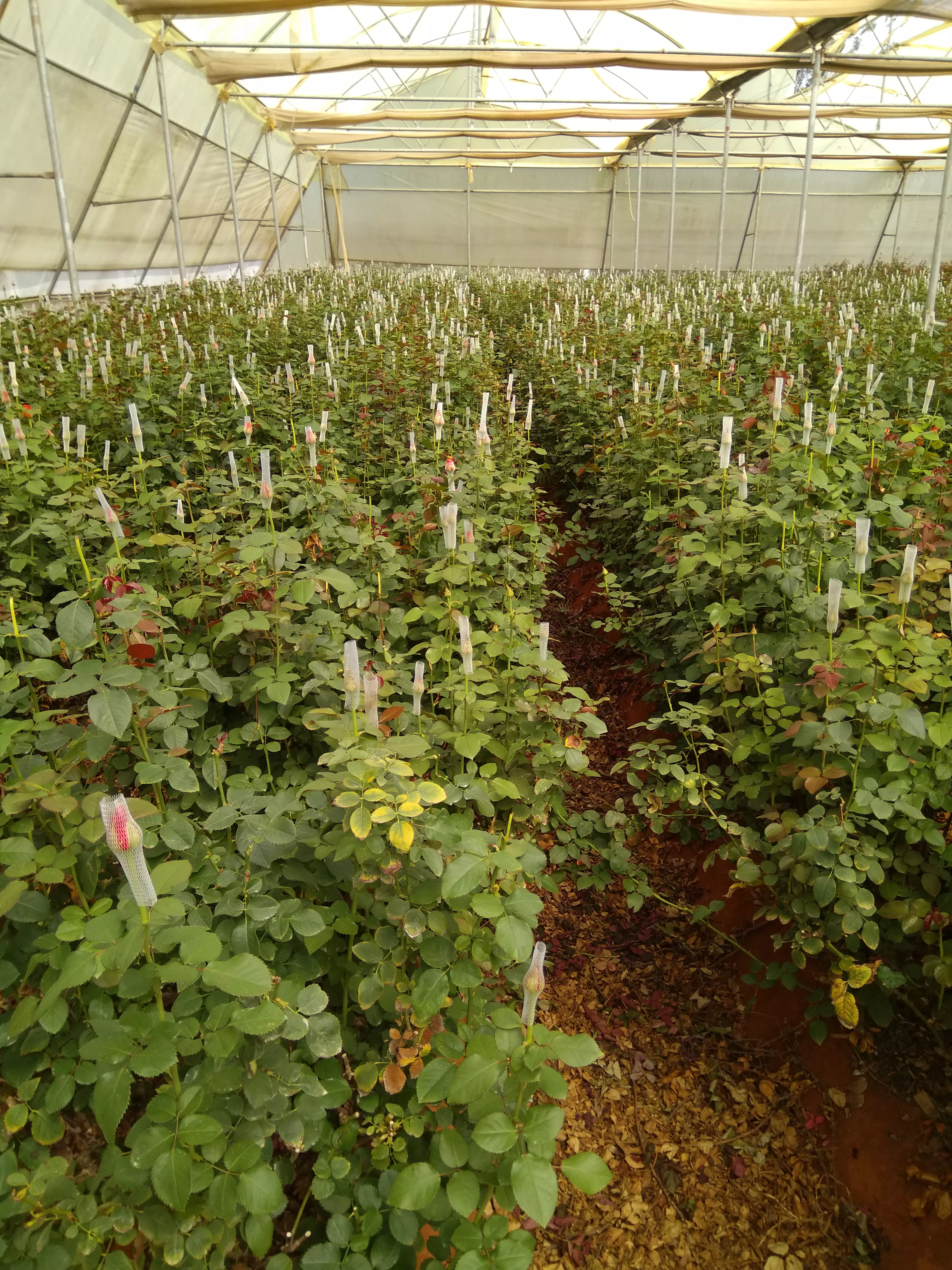 Today with two farms in Doddaballapur and a staff of 45 people, Mammen Mappillai grows 15 different colours of roses and cultivates one of the biggies of the rose market - the red roses Today with two farms in Doddaballapur and a staff of 45 people, Mammen Mappillai grows 15 different colours of roses and cultivates one of the biggies of the rose market - the red roses