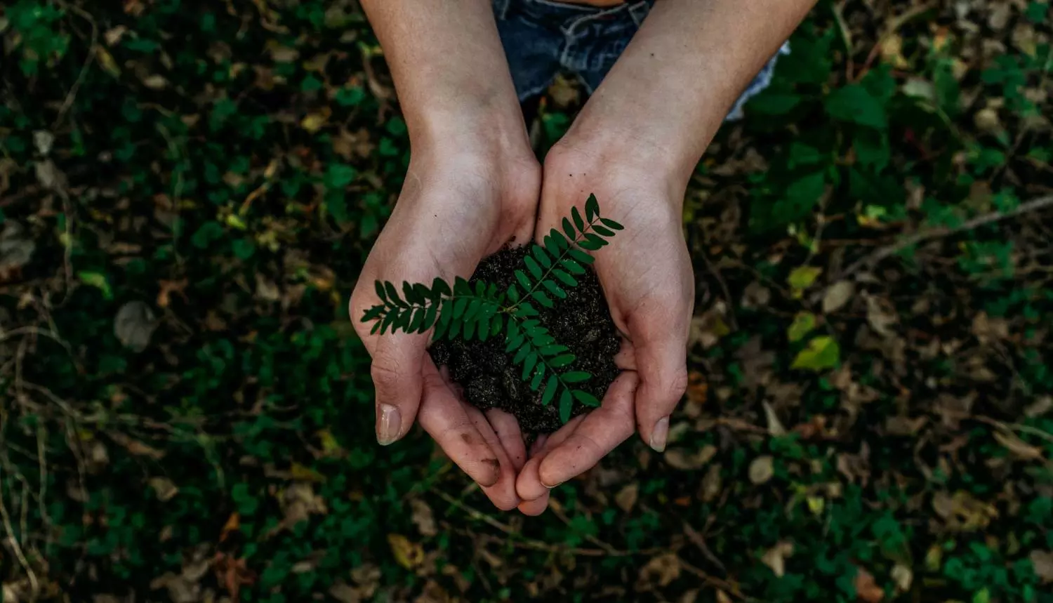 In a move towards sustainability, Jeena and Company saves over 700 trees in FY22-23 In a move towards sustainability, Jeena and Company saves over 700 trees in FY22-23
