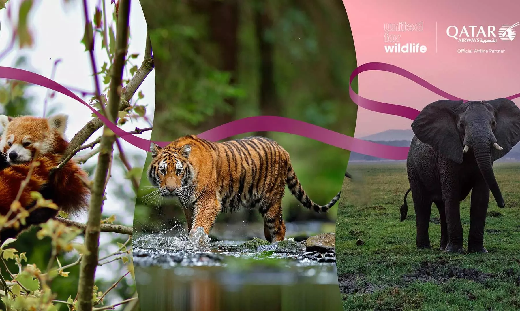 Qatar Airways partners with United for Wildlife Qatar Airways partners with United for Wildlife