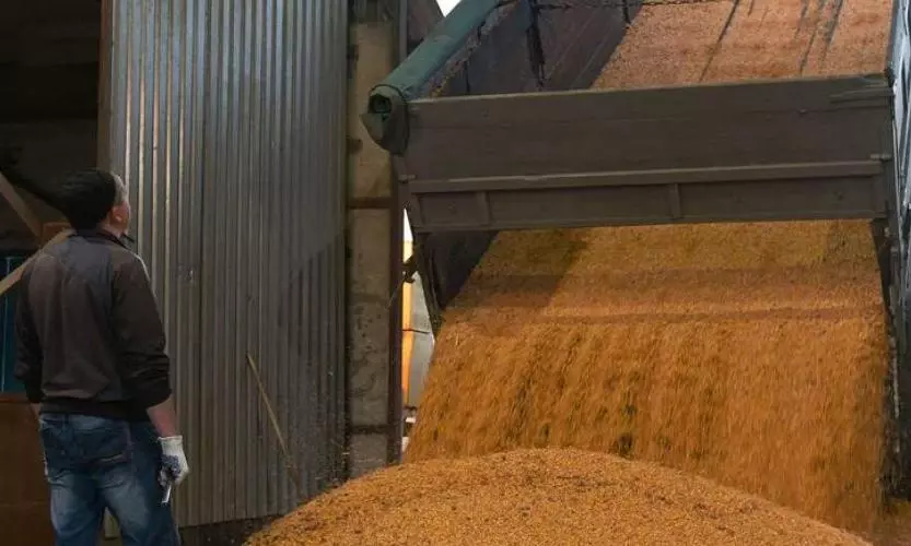 Ukraines grain exports flourish amidst expired Black Sea Grain Initiative