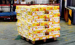 BLR airport ships 822 MT of mangoes to 60+ international destinations BLR airport ships 822 MT of mangoes to 60+ international destinations