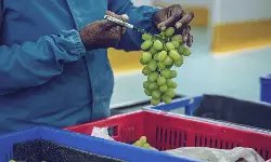 Indian perishables exports - a sweet success story Indian perishables exports - a sweet success story
