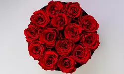 Bengaluru Airport ships over 44mn roses this Valentine’s season Bengaluru Airport ships over 44mn roses this Valentine’s season