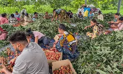 India moves first consignment of Rose-Scented Litchi from Pathankot to Qatar India moves first consignment of Rose-Scented Litchi from Pathankot to Qatar