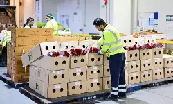 From farm to freighter: The Valentine’s flower rush