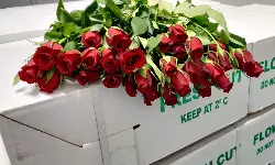 Bengaluru Airport handles 60 million roses this Valentine’s season