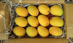 Lingering air cargo strain hits India’s mango exports to US