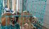 DRI seizes over 440 protected animals, arrests 33 in crackdown DRI seizes over 440 protected animals, arrests 33 in crackdown