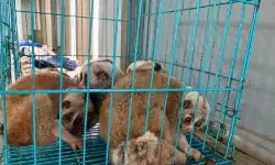 DRI seizes over 440 protected animals, arrests 33 in crackdown DRI seizes over 440 protected animals, arrests 33 in crackdown