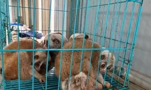 DRI seizes over 440 protected animals, arrests 33 in crackdown DRI seizes over 440 protected animals, arrests 33 in crackdown
