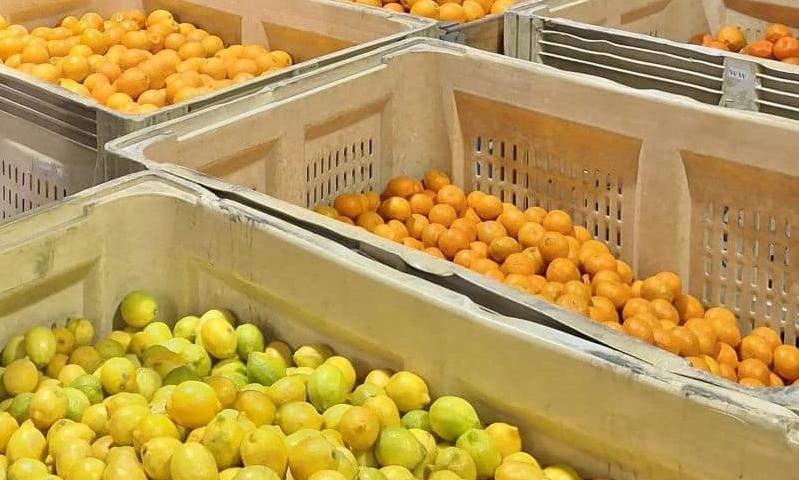 India eases citrus import rules for South Africa