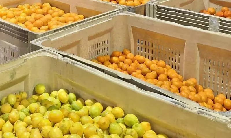 India eases citrus import rules for South Africa India eases citrus import rules for South Africa