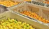 India eases citrus import rules for South Africa India eases citrus import rules for South Africa