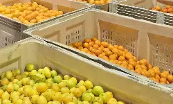 India eases citrus import rules for South Africa India eases citrus import rules for South Africa