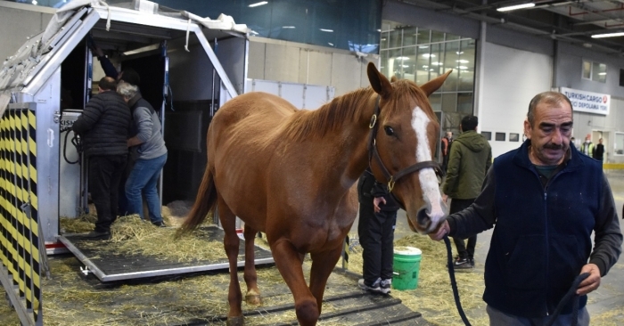 63 horses onboard Turkish Cargo from Chicago to Istanbul on natural conditions