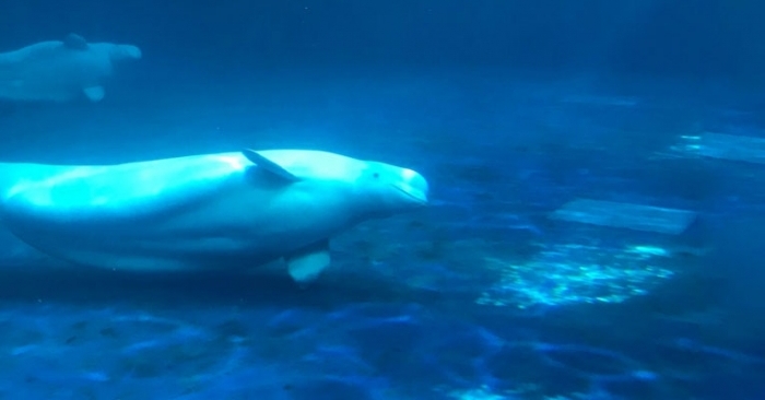 After 6,000-mile journey, beluga whales settle well in Iceland care pool