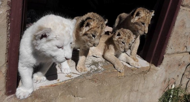 Turkish Cargo flies lions, penguins to new homes Turkish Cargo flies lions, penguins to new homes