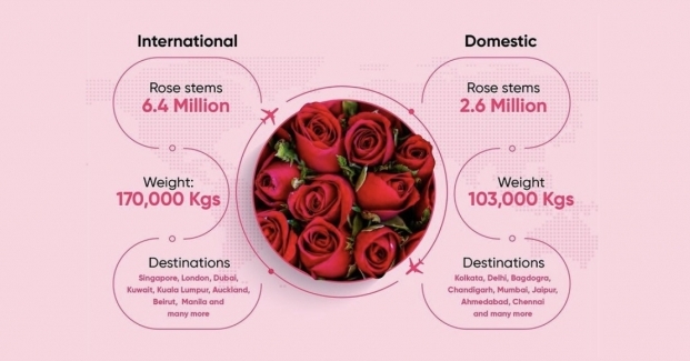 2.6 million rose stems (103,000 kg) was flown to domestic destinations including Kolkata, Delhi, Bagdogra, Chandigarh, Mumbai, Jaipur, Ahmedabad and Chennai.