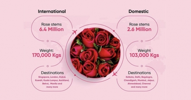 2.6 million rose stems (103,000 kg) was flown to domestic destinations including Kolkata, Delhi, Bagdogra, Chandigarh, Mumbai, Jaipur, Ahmedabad and Chennai. 2.6 million rose stems (103,000 kg) was flown to domestic destinations including Kolkata, Delhi, Bagdogra, Chandigarh, Mumbai, Jaipur, Ahmedabad and Chennai.