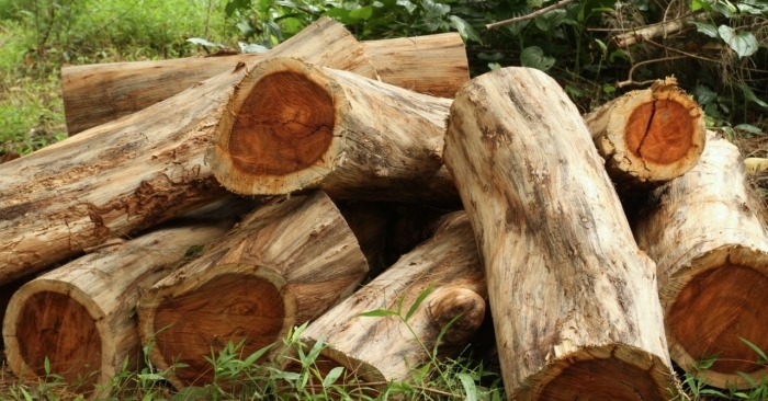 Following several suspicions that undeclared rosewood may have been part of cargo shipments from the Gambia, the group has decided to halt its timber exports from the country until further notice.