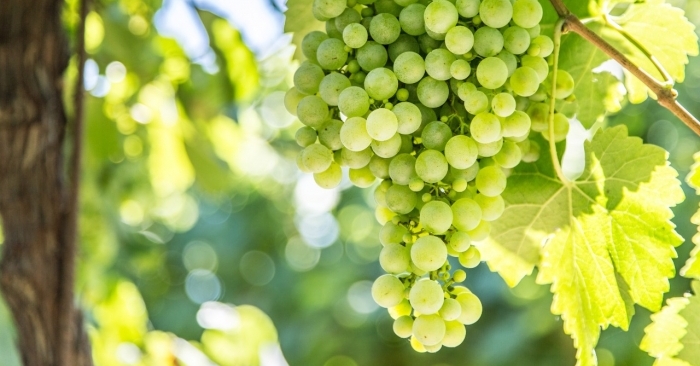 Cold weather, reefer blues may hit Indian grapes exports Cold weather, reefer blues may hit Indian grapes exports
