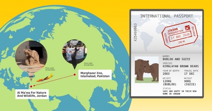 The two highly-endangered bears are settling in Al Ma'wa for Nature and Wildlife in Jordan after a temperature-controlled multimodal journey from Islamabad