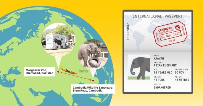 The international freight specialist arm of Deutsche Post DHL Group took care of the logistics, including securing the necessary customs authorization, for the transportation of Kaavan from his previous home at the Marghazar Zoo, Islamabad, Pakistan.