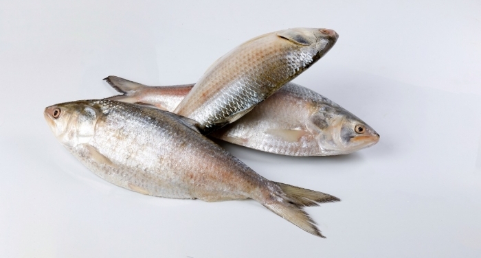 Export pains may upset 4,640 tonnes Hilsa bounty from Bangladesh to India