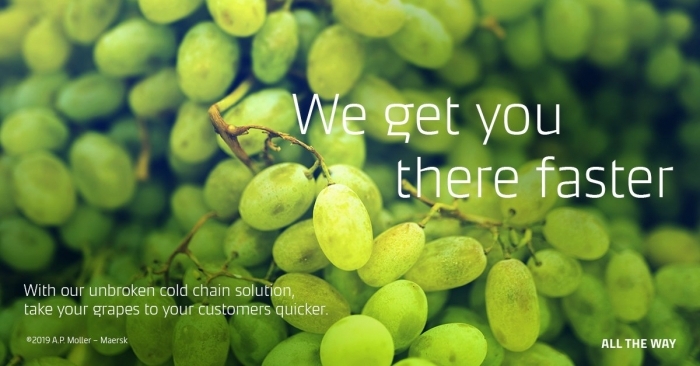 Maersk now moves grapes directly from Nashik and Sangli to Europe in just 20 days