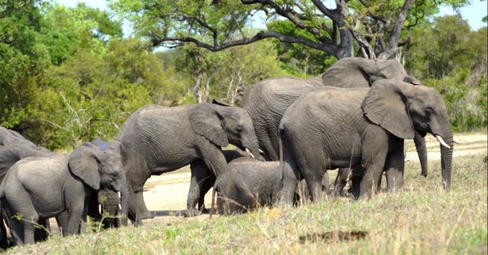 With the second chapter, Qatar Airways Cargo commits to preserving wildlife and endangered animals and has pledged to transport these animals back to their natural habitat free of charge.