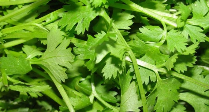 The airport handled 5,620 tonnes fresh leaves of coriander in just two months.