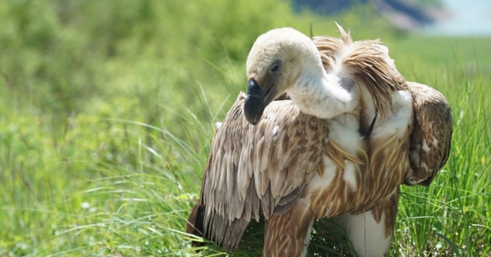 The airline acted in line with its mission of respect towards animals lives and nature in all its transportation operations.